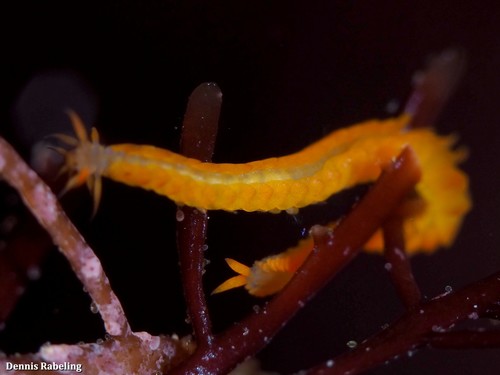 Representative image of Nereiphylla rubiginosa