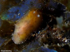 Peltodoris punctifera
