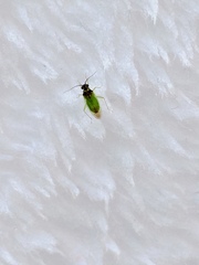 Cyrtorhinus lividipennis