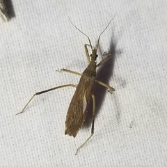 Pygolampis pectoralis