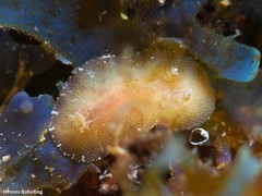 Peltodoris punctifera