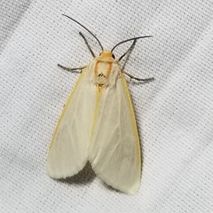 Pygarctia abdominalis