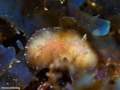 Peltodoris punctifera