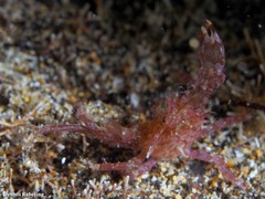 Acanthonyx lunulatus