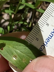 Lysimachia lanceolata