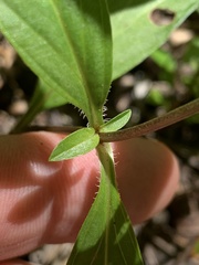 Lysimachia lanceolata