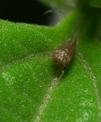 Agallia quadripunctata