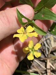 Lysimachia lanceolata