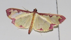 Cadarena pudoraria