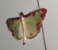 Cadarena pudoraria