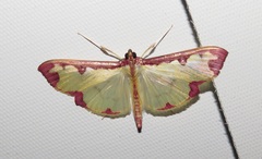 Cadarena pudoraria