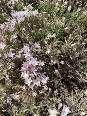 Phlox austromontana
