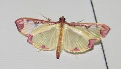 Cadarena pudoraria