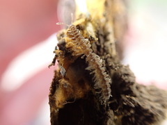 Brachydesmus superus