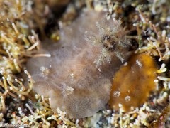 Peltodoris punctifera