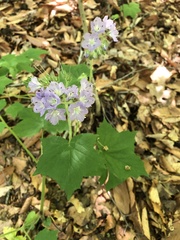 Hydrophyllum appendiculatum