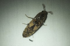 Pherhimius fascicularis