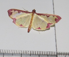 Cadarena pudoraria