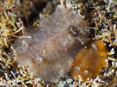 Peltodoris punctifera