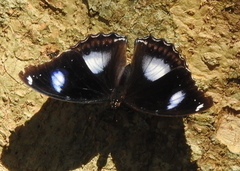 Hypolimnas bolina