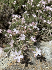 Phlox austromontana