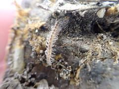 Brachydesmus superus