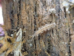 Brachydesmus superus