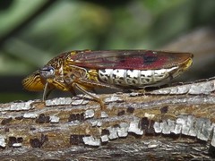 Homalodisca liturata
