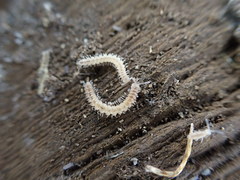 Brachydesmus superus