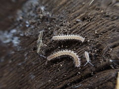 Brachydesmus superus