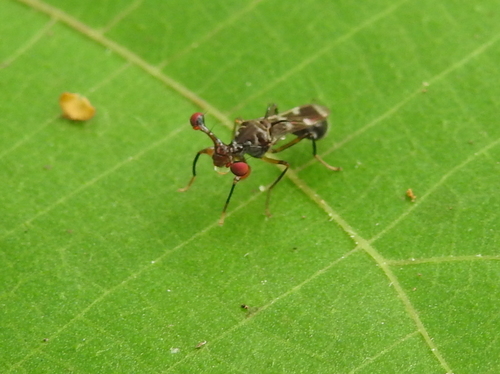 Diopsidae