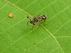 Diopsidae