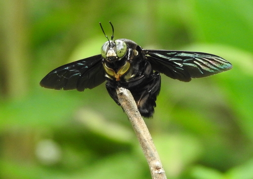 Broad-handed Carpenter Bee photo 3