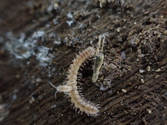 Brachydesmus superus