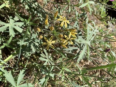 Triteleia ixioides