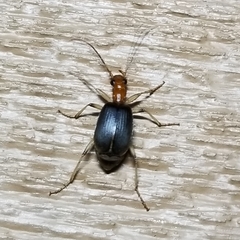Brachinus adustipennis