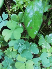 Platymiscium pinnatum