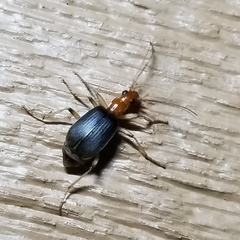 Brachinus adustipennis