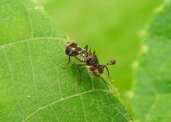 Diopsidae