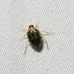 Peltodytes litoralis