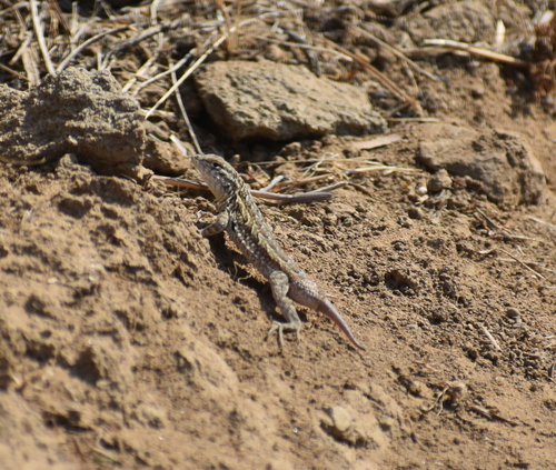 photo of Common Side-blotched Lizard (Uta stansburiana)