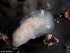 Peltodoris punctifera