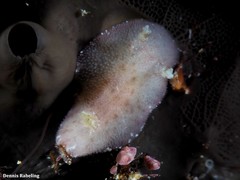 Peltodoris punctifera