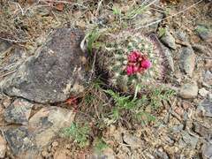Pediocactus nigrispinus