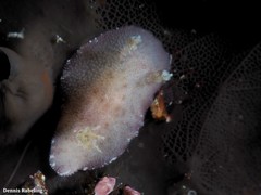 Peltodoris punctifera