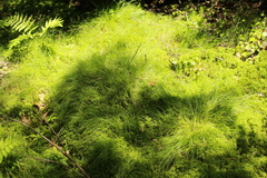 Carex trisperma
