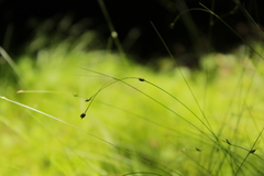 Carex trisperma