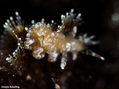 Spurilla neapolitana