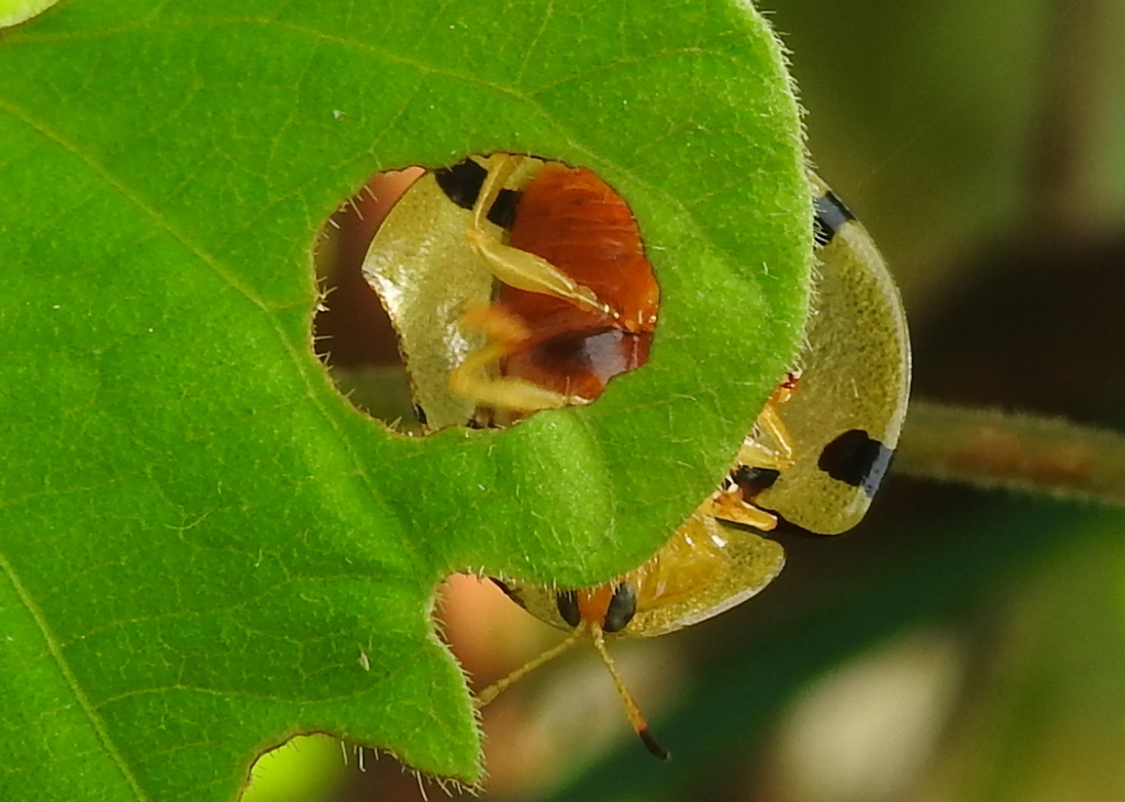 Sweetpotato Leaf Beetle