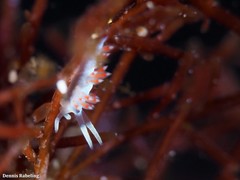 Flabellina dushia